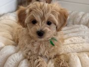 WC EĞİTİMLİ MALTİPOO BEBEKLERİMİZ