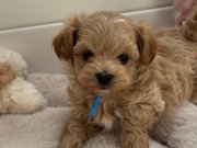 KORE MALTİPOO YAVRULARIMIZ