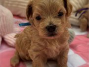 SAFKAN KORE MALTİPOO YAVRULARI