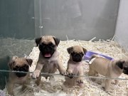 SAFKAN PUG MOPS YAVRULAR