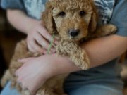 IRK GARANTİLİ TOY POODLE YAVRULARIMIZ