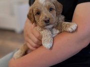 MASKELİ MALTİPOO BEBEKLERİMİZ