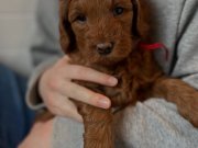 MİNİK MALTİPOO YAVRULARIMIZ