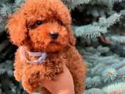 RED BROWN TOY POODLE BEBEKLER