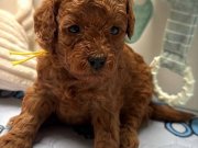 TOY POODLE BEBEKLERİMİZ YENİ EVLERİNİ BEKLİYOR