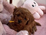 AŞILI TOY POODLE BEBEKLER 