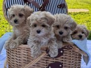 SEPET DOLUSU MALTİPOO YAVRULARI