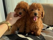 TOY POODLE KARDEŞLER
