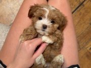 PARTİ COLOR MALTİPOO BEBEKLER