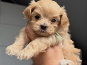 KORE MALTİPOO BEBEKLER