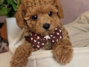 APRİCOT TOY POODLE BEBEKLERİMİZ