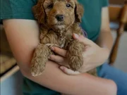 SAFKAN MALTİPOO YAVRULARI
