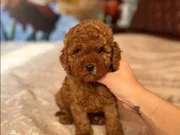 BABY FACE TOY POODLE YAVRULAR