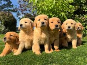 SAFKAN GOLDEN RETRİEVER YAVRULARI