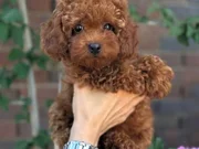 TOY POODLE BEBEKLER