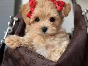 BEBEKSİ MALTİPOO YAVRULAR