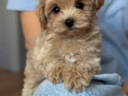 KORE YÜZ HATLI MALTİPOO YAVRULAR