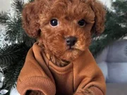 TOY POODLE YAVRULAR