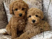 APRİCOT TOY POODLE YAVRULAR