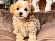 IRK GARANTİLİ MALTİPOO YAVRULAR