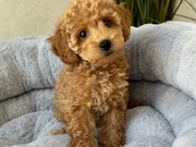 KIVIR KIVIR HARİKA TOY POODLE YAVRULAR