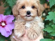 ŞEKER GİBİ MALTİPOO YAVRULARIMIZ