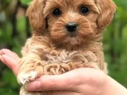 MALTİPOO YAVRULARIMIZ YENİ YUVASI İÇİN HAZIR