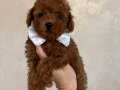 SAFKAN TOY POODLE YAVRULAR