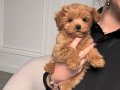 TARÇIN RENK MALTİPOO BEBEKLER