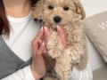 0 NUMARA MALTİPOO BEBEKLER