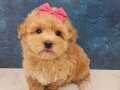 YILBAŞI ŞEKERLERİ MALTİPOO BEBEKLER