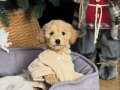 APRİCOT RENK TOY POODLE BEBEKLER