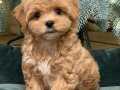 BABY YÜZLÜ MALTİPOO YAVRULAR