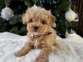 SAFKAN MALTİPOO BEBEKLER