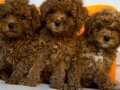 ORİJİNAL TEACUP POODLE YAVRUSU