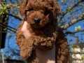 BİBLO SURAT TOY POODLE BEBEKLER