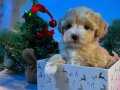 BABY SURATLI MALTİPOO BEBEKLER