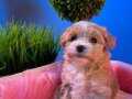 MALTİPOO YAVRULARIMIZ