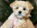 Tedy Surat Maltipoo Yavruları