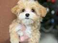 Yurt Dışı Girişli Maltipoo Bebekler