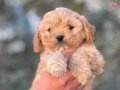 Tombik Maltipoo Yavrular