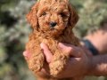 SAFKAN TOY POODLE YAVRULARIMIZ