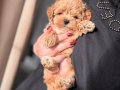 TEACUP MALTİPOO YAVRULARI