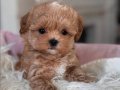 Ukrayna Girişli Maltipoo Yavrular