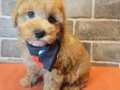 MASUM YÜZLÜ MALTİPOO BEBEKLER