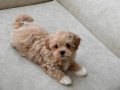BEBEK SURATLI MALTİPOO YAVRULARI