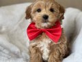 Tarçın Renkte Maltipoo Bebekler