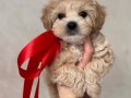 HAYATINIZIN NEŞESİ MALTİPOO BEBEKLER