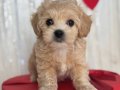 BADEM GÖZLÜ MALTİPOO YAVRULARI