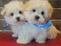 SAFKAN MALTESE TERRİER BEBEKLER